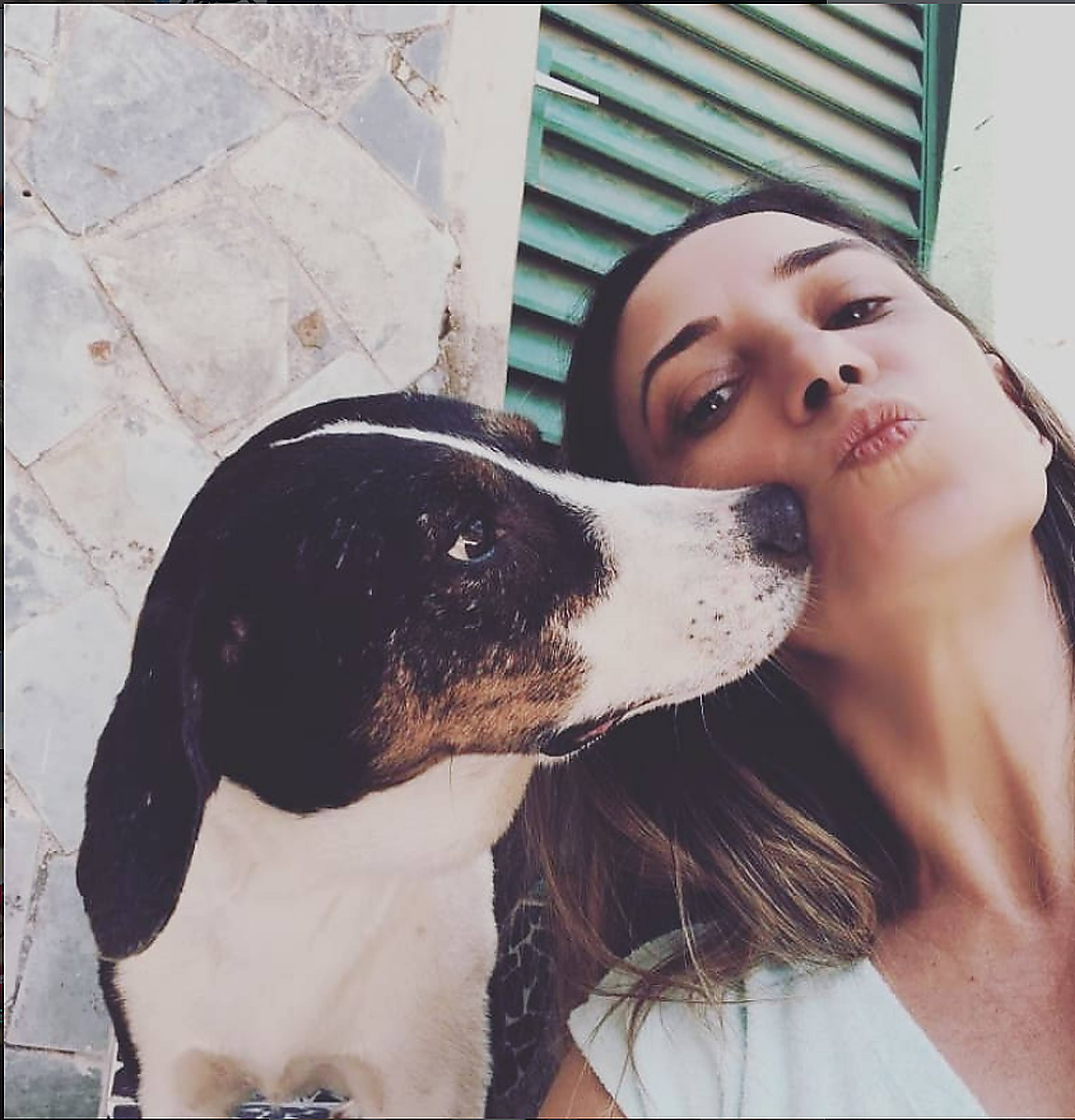 Galeria pet